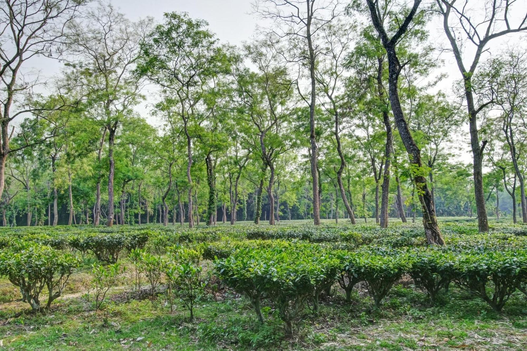 Hotel O Heritage Nest Resort Kazirnga Kāziranga 外观 照片